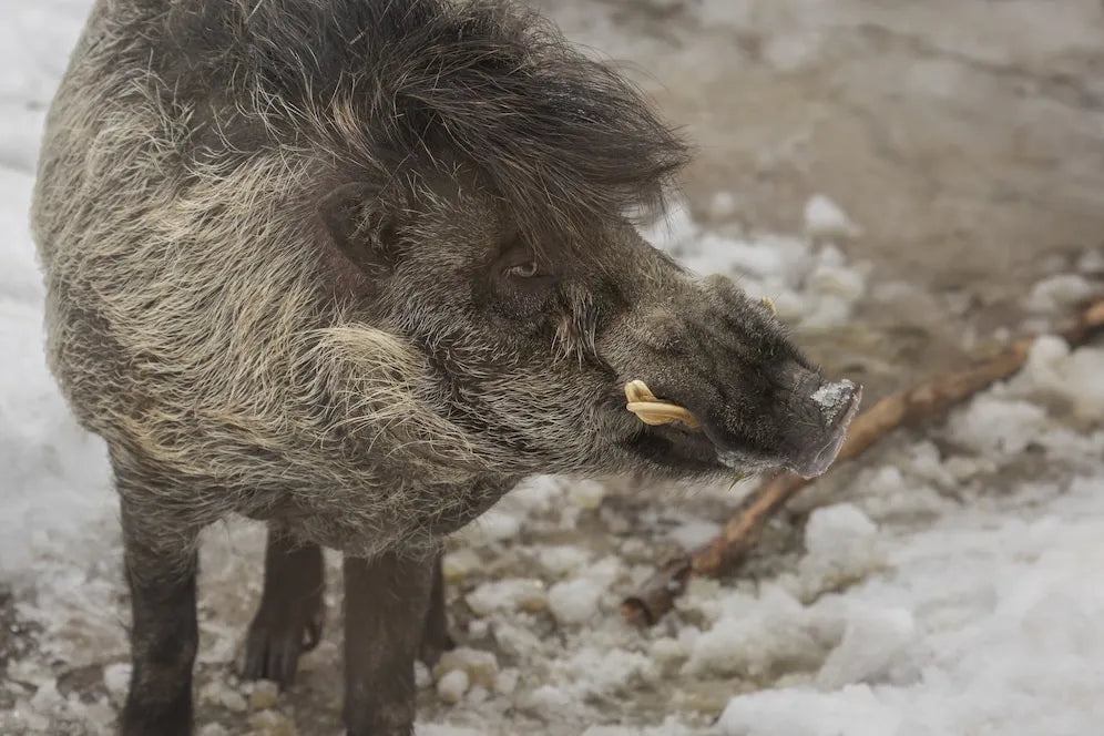 Can East Texas Claim the Crown for Hog Hunts?