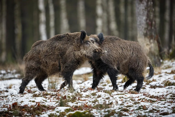 How Can You Plan the Perfect South Texas Deer and Hog Hunting Trip?