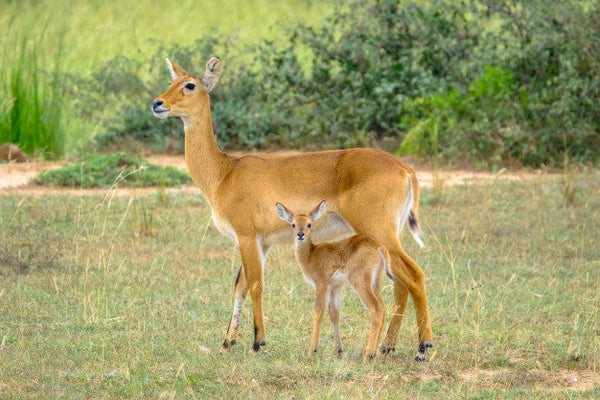 An Overview about Deer Hunting in Texas