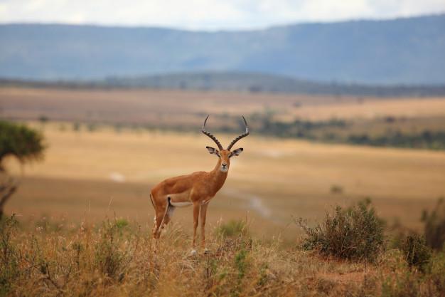 Deer Hunts in Texas- An Experience for Whole Life