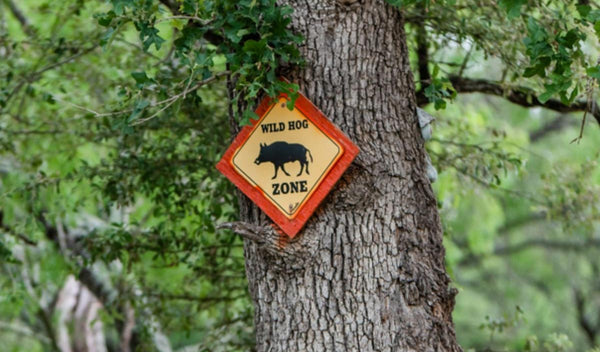 Places to Go Hog Hunting in Texas: A Complete Guide for Hunters