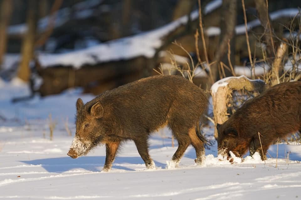 How To Get Texas Hunting License?
