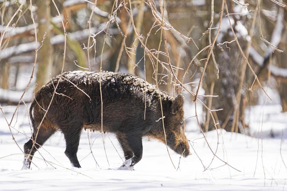 What To Consider When Booking The Best Texas Exotic Hunting Trip For Yourself?