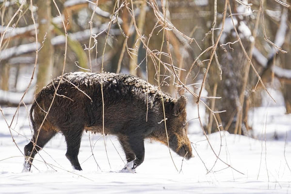What To Consider When Booking The Best Texas Exotic Hunting Trip For Yourself?