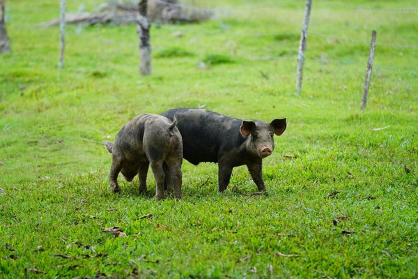 Why Private Land Is One The Best Places To Hunt Hogs in Texas?
