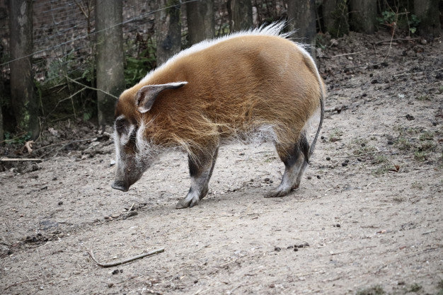 Top Four Reasons for Hunting Hogs
