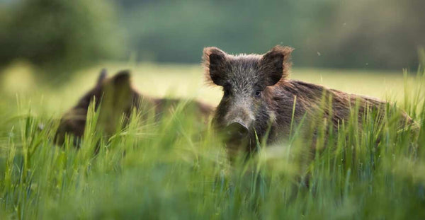 Normal Errors To Keep Away From During Your Texas Hog Hunting Experience