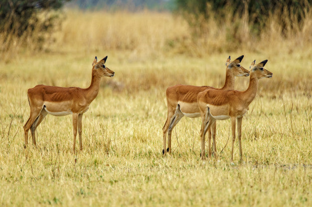 Positive Impacts of Hunting in Wildlife Conservation