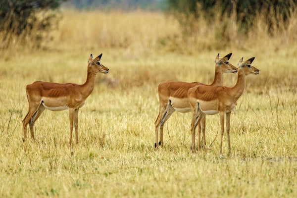 Positive Impacts of Hunting in Wildlife Conservation