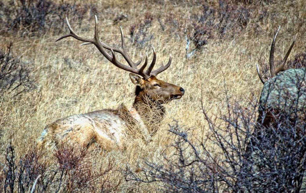 Elements To Consider While Choosing South Texas Deer Hunting Packages