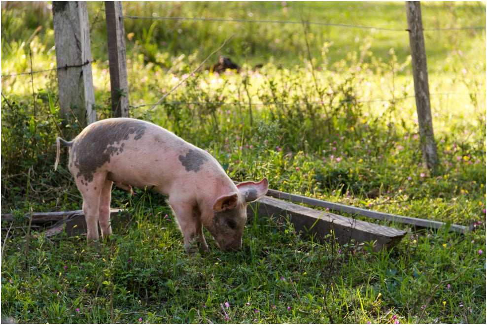 Hog Trapping-Where Art Meets Skil
