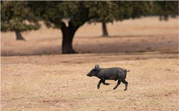 The Thrill Of The Chase- Adventures In Trap Shy Hogs