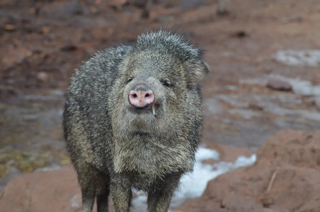 Pack Your Bags & Gear up for Texas Wild Hog Hunts