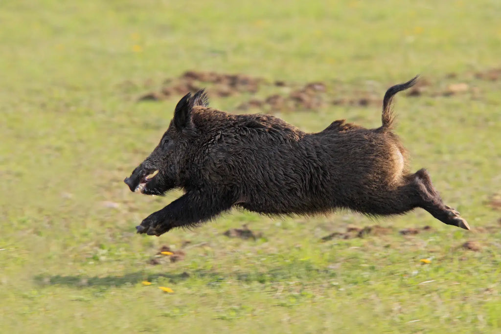Texas Hog Hunting Ranches: What to Look for in North Texas Land