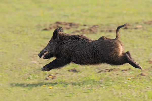 Texas Hog Hunting Ranches: What to Look for in North Texas Land
