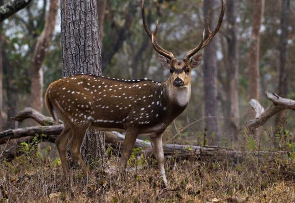 Unveiling The Secrets of Tracking For South Texas Deer Hunts
