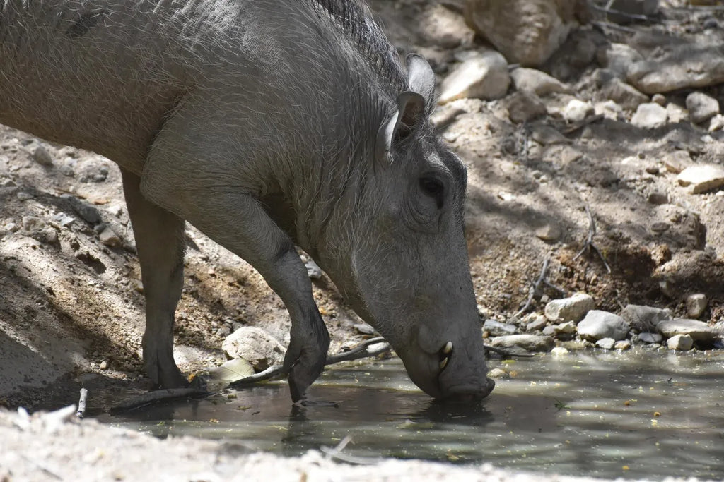 The Thrill of Hunting Hogs in Texas