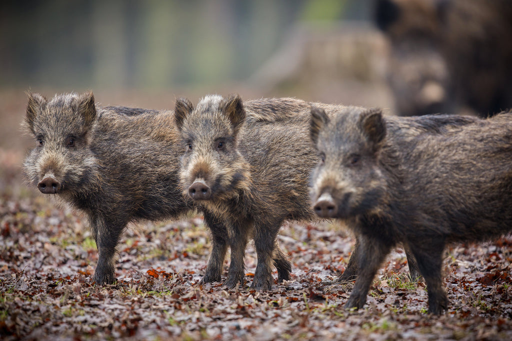 Hog Hunting in Texas