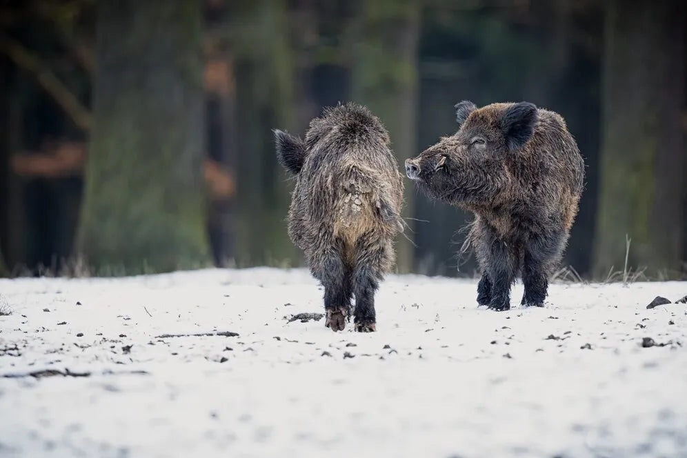 Do Guided Boar Hunts Improve Your Success Rate?
