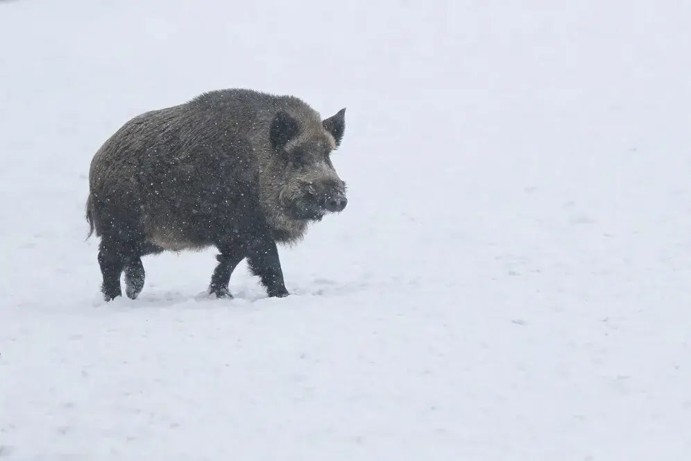 You Should Try for the Boar Hunt Adventure
