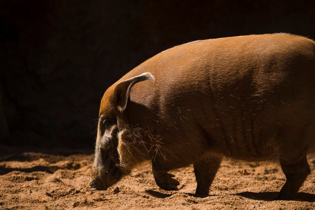 What is the Best Way to Hunt Hogs for Beginners?