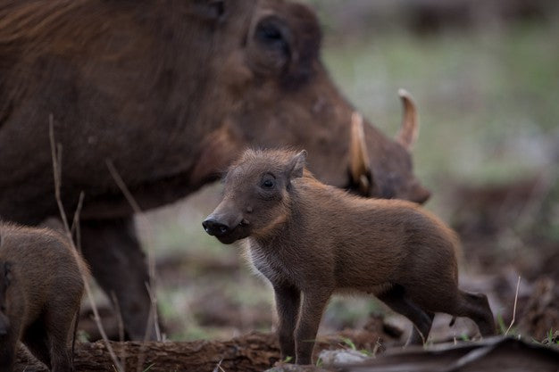 A Complete and True Guide To Bow Hunting Hogs