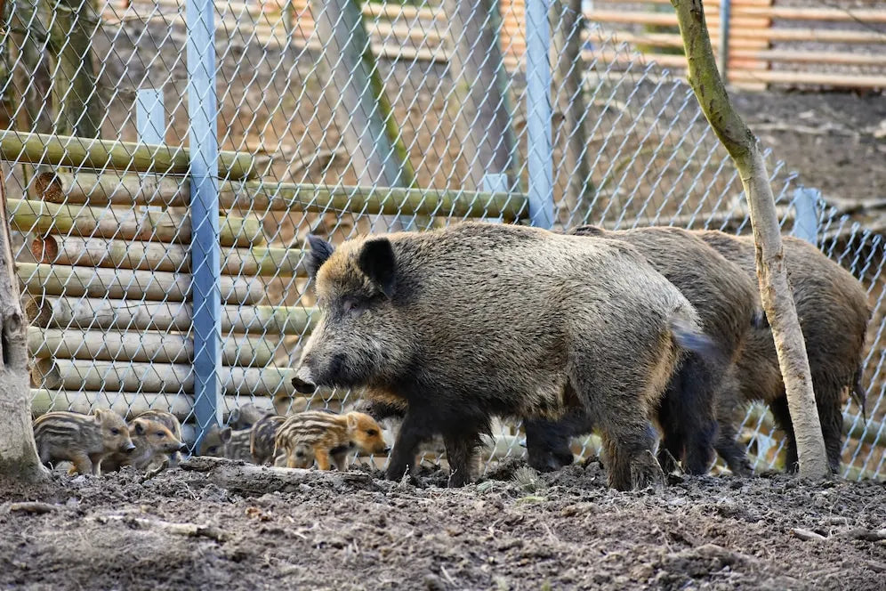 The Ultimate Guide to Guided Hog Hunts