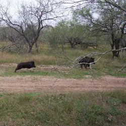 $999 All Inclusive 3 Day Hog Hunt