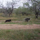 $999 All Inclusive 3 Day Hog Hunt