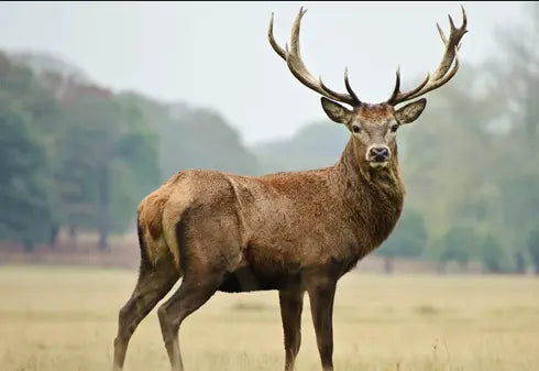 Exotics: Choose from Axis Buck, Fallow Buck, Black Buck – All Trophy Quality