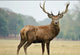 Exotics: Choose from Axis Buck, Fallow Buck, Black Buck – All Trophy Quality