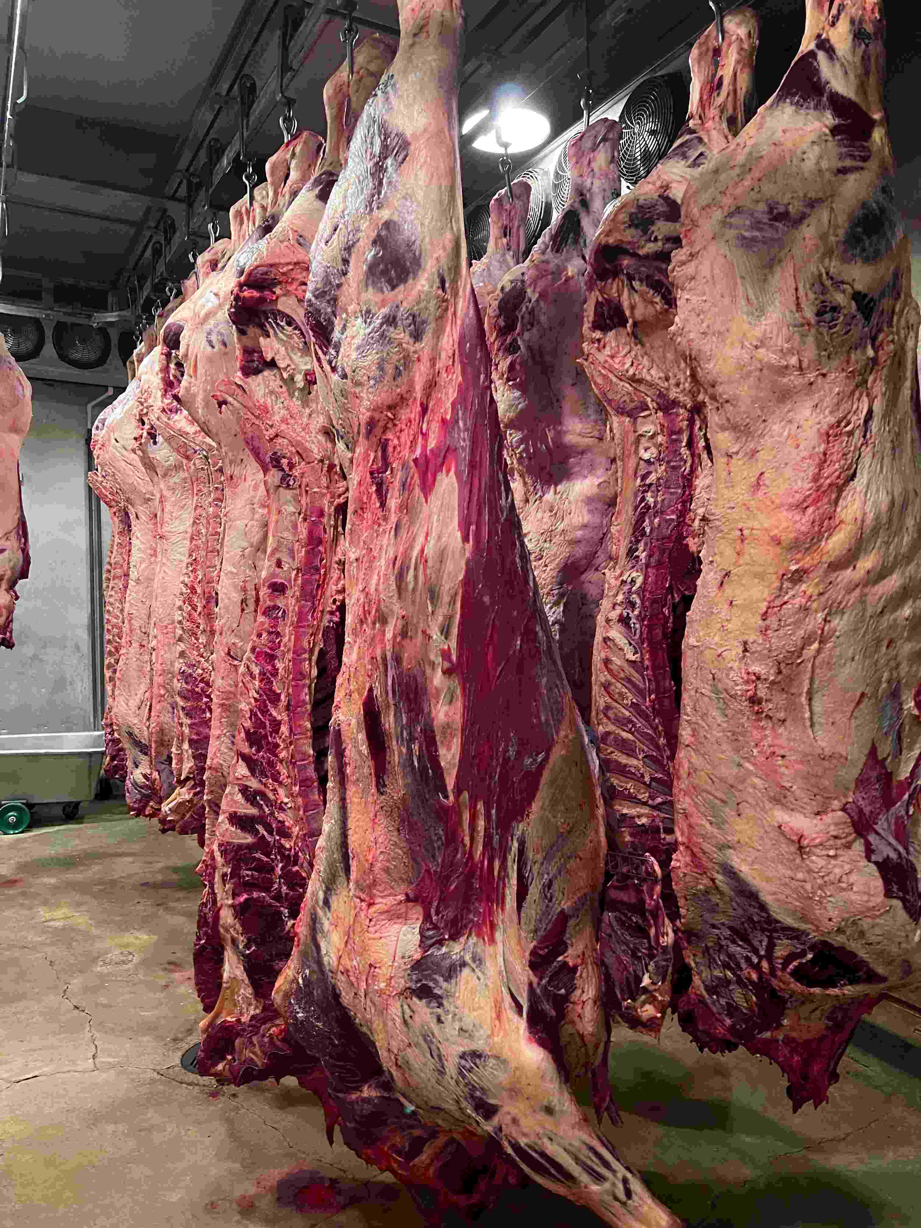 Black Angus 1/8 Beef with a 3 Day Hog Hunt FREE!